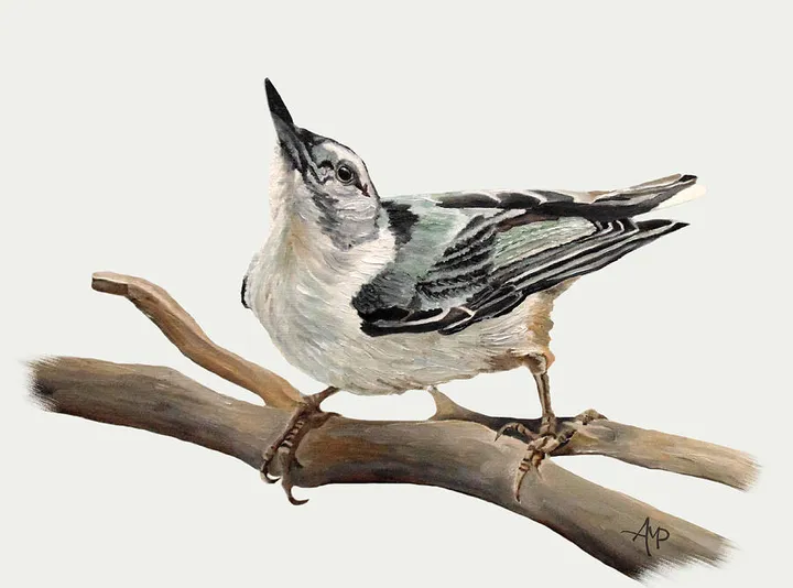 White-breasted Nuthatch