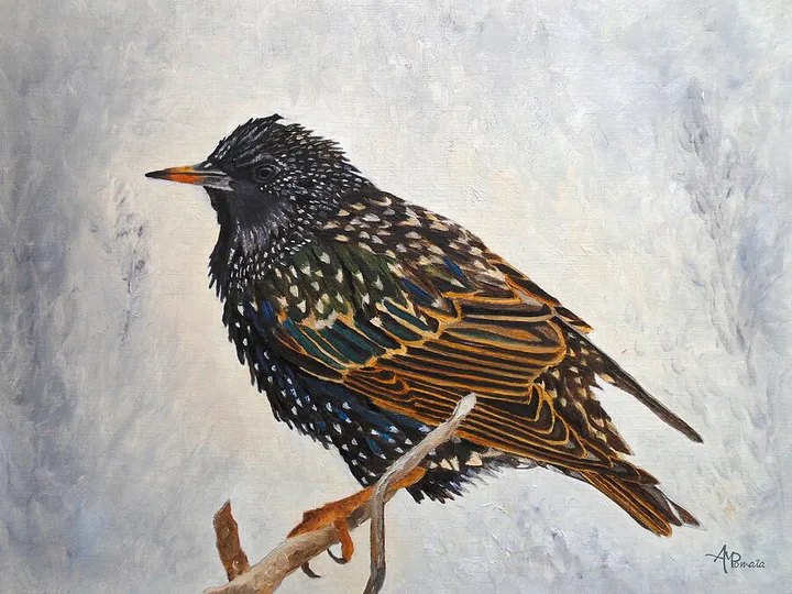 Wrapped Up European Starling