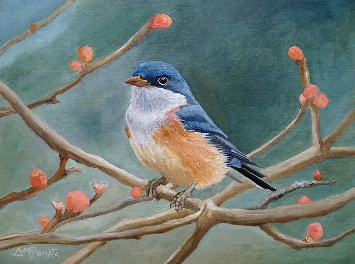 Young Swallow