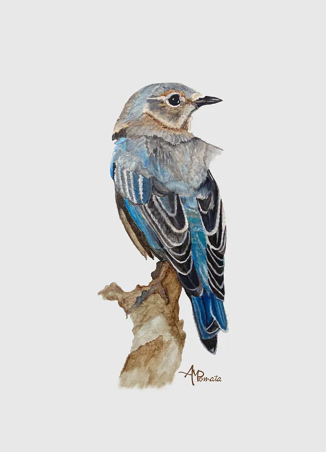 Watercolor Eastern Bluebird, original bird watercolour by Angeles M Pomata