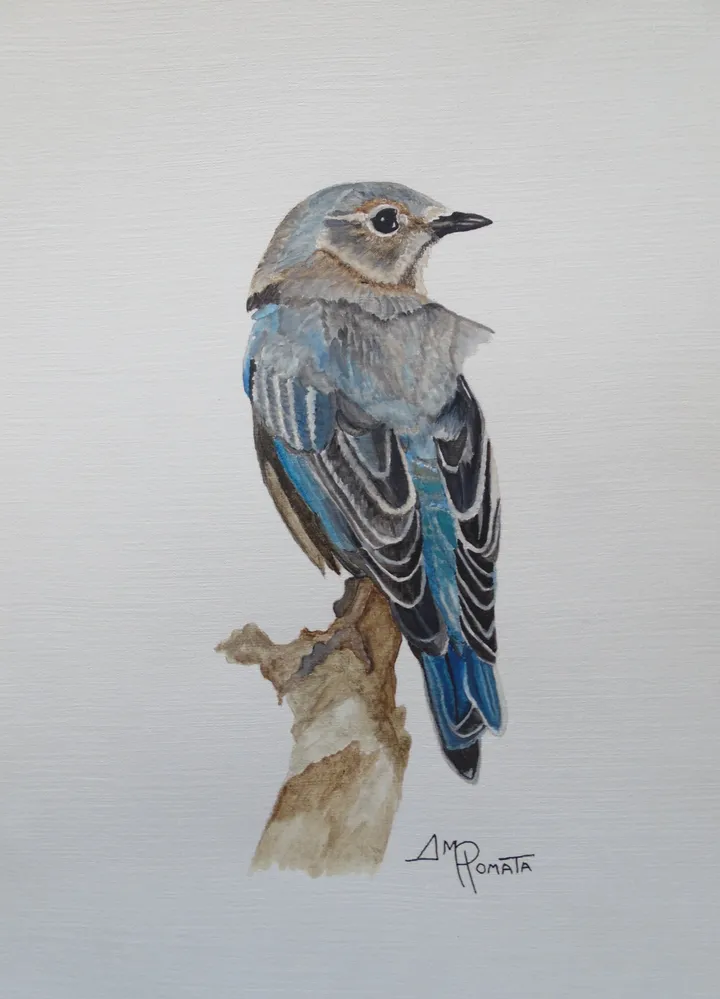 Watercolor Eastern Bluebird