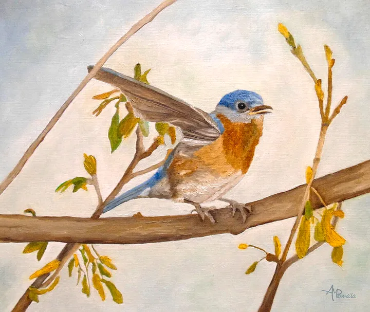 Wingy Eastern Bluebird