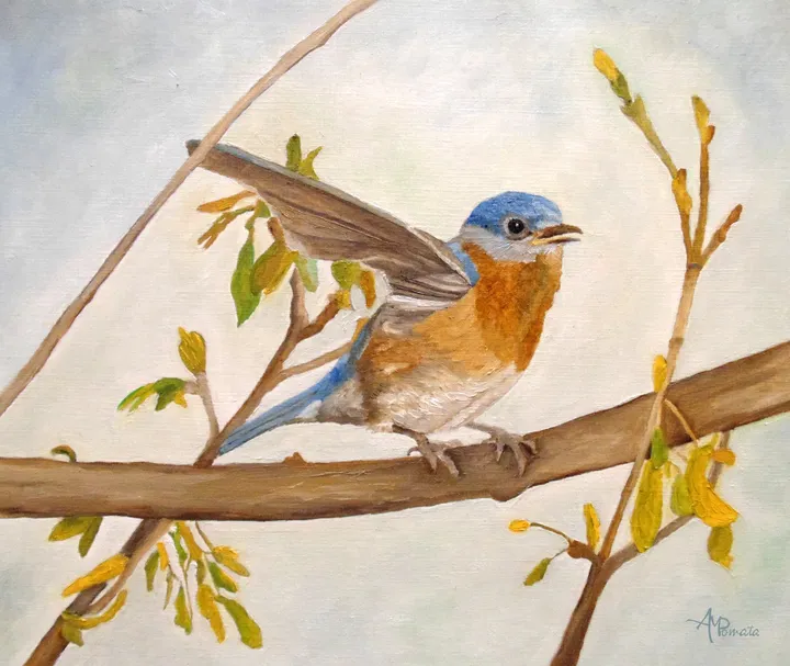 Wingy Eastern Bluebird