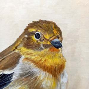 American Goldfinch Portrait: Detail 1