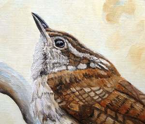 Carolina Wren: Detail 1