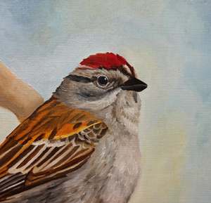 Chipping Sparrow: Detail 1