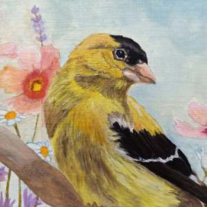 Early Spring American Goldfinch: Detail 1