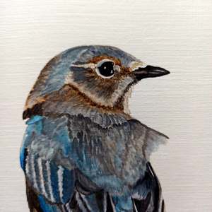 Watercolor Eastern Bluebird: Detail 1
