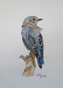 Watercolor Eastern Bluebird: Detail 2