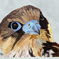 Red-Tailed Hawk Portrait