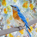 Springtime Eastern Bluebird