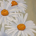 White Daisies